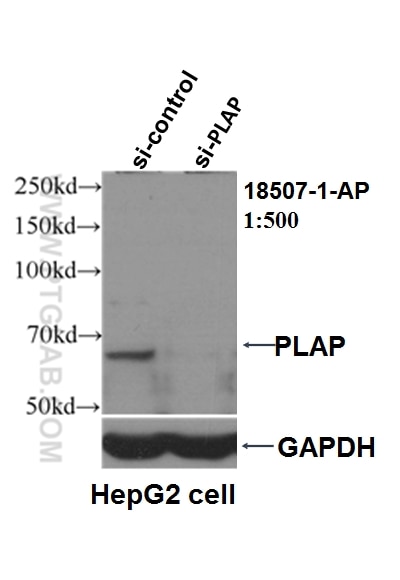 WB analysis of HepG2 using 18507-1-AP