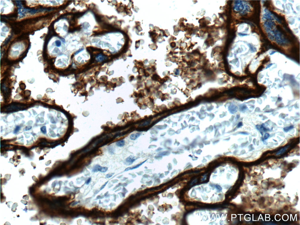 Immunohistochemistry (IHC) staining of human placenta tissue using ALPPL2 Polyclonal antibody (18506-1-AP)