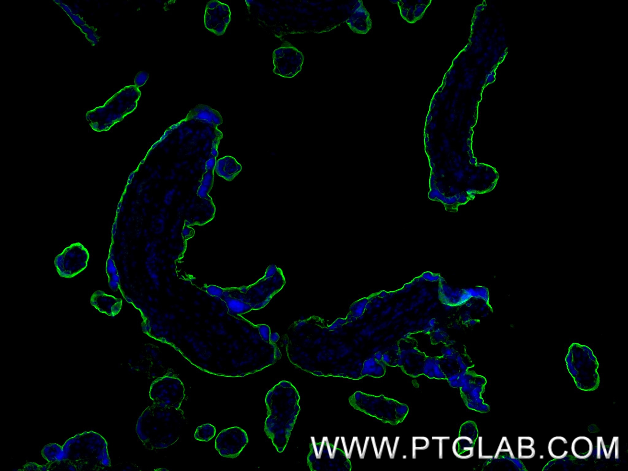 Immunofluorescence (IF) / fluorescent staining of human placenta tissue using ALPPL2 Recombinant antibody (84813-1-RR)