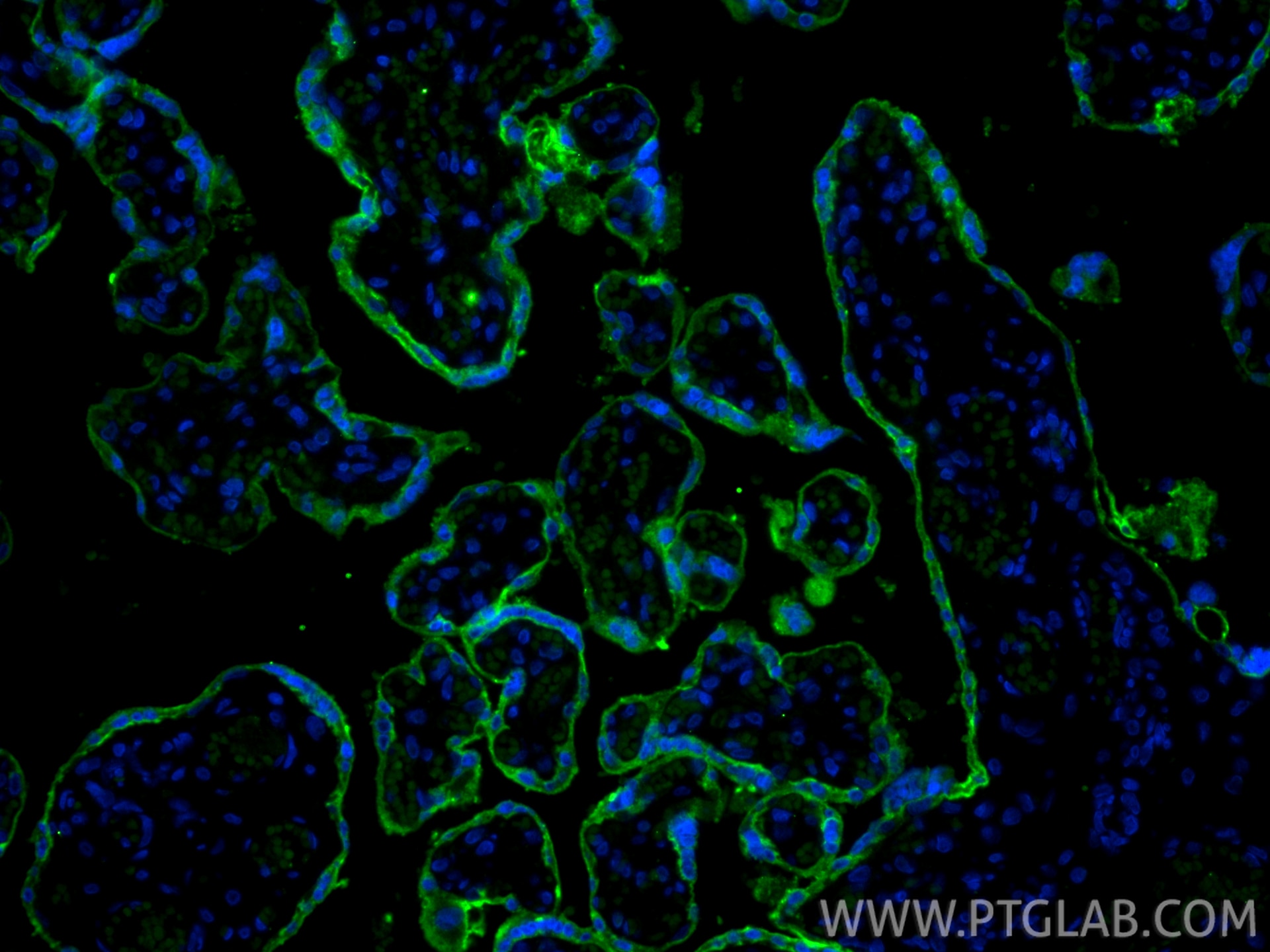 Immunofluorescence (IF) / fluorescent staining of human placenta tissue using CoraLite® Plus 488-conjugated ALPPL2 Recombinant m (CL488-84813)