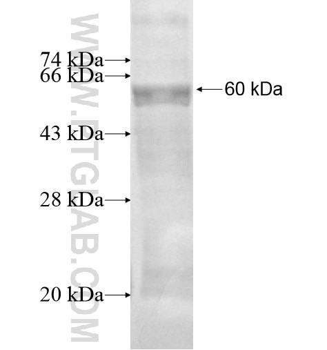 ALPPL2 fusion protein Ag13360 SDS-PAGE