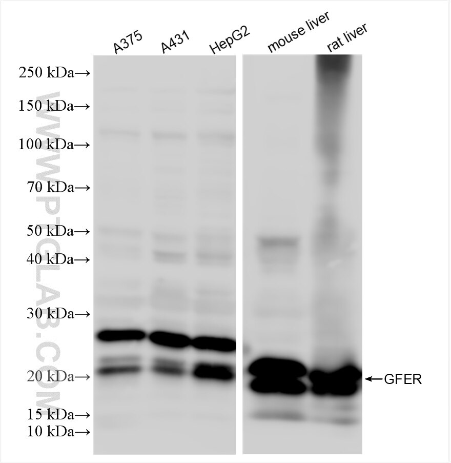 Western Blot (WB) analysis of various lysates using ALR Recombinant antibody (84972-4-RR)