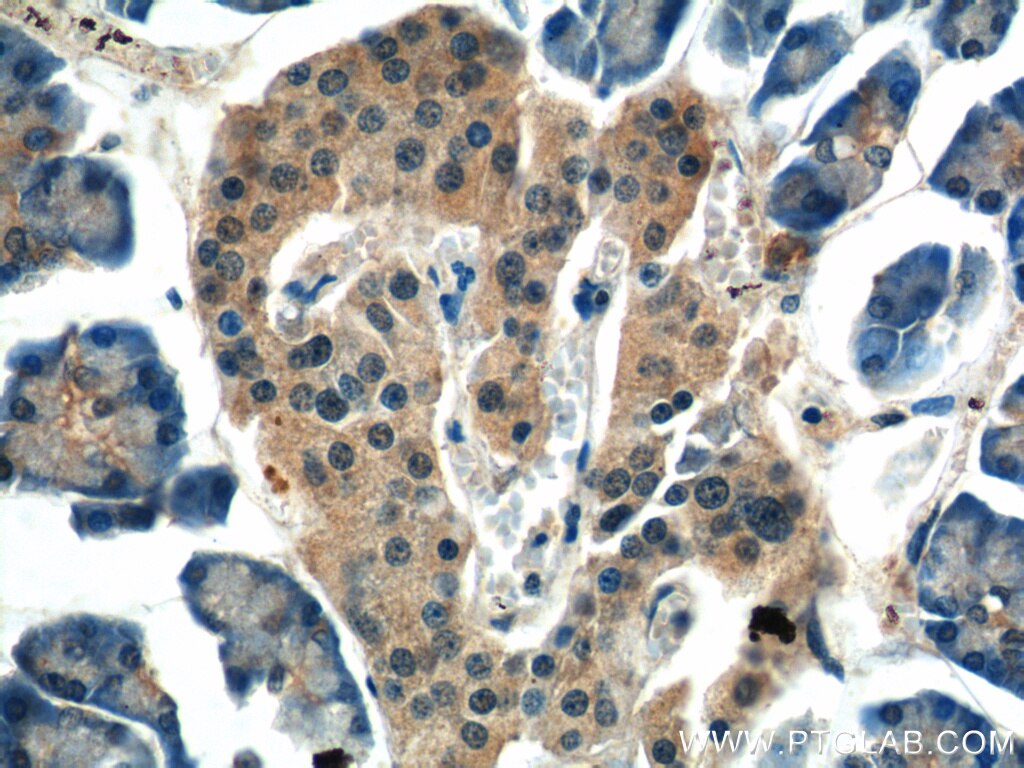 Immunohistochemistry (IHC) staining of human pancreas tissue using ALS2 Polyclonal antibody (13998-1-AP)