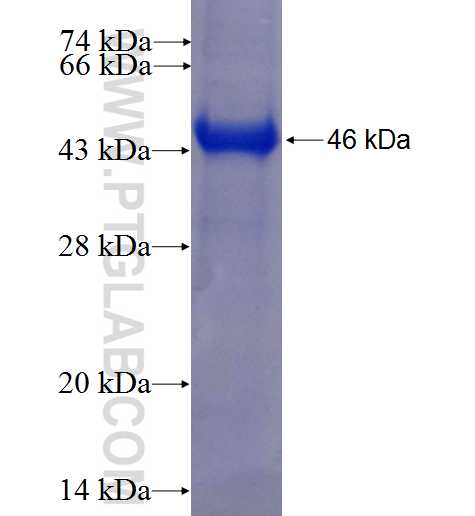 ALS2 fusion protein Ag5087 SDS-PAGE