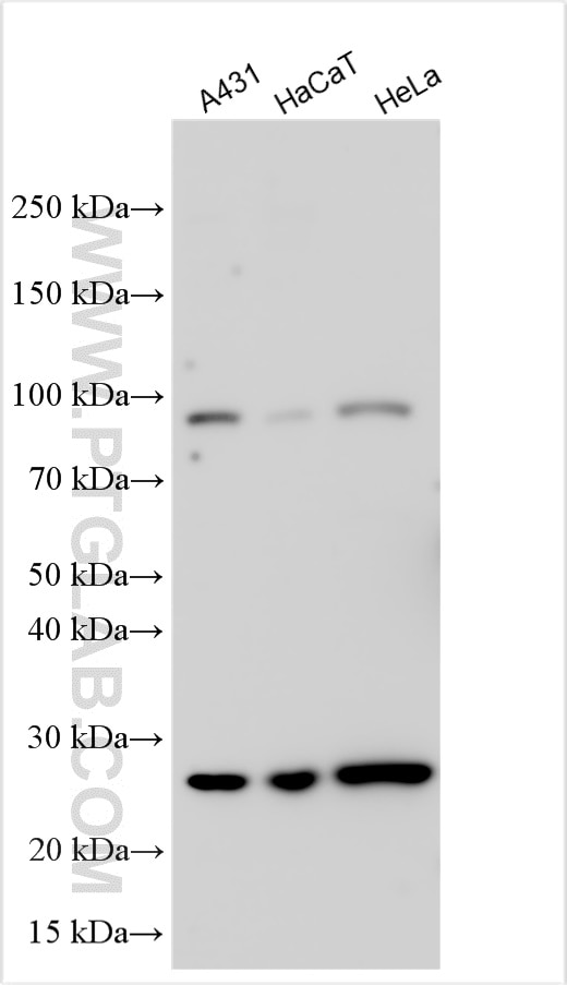 Various lysates were subjected to SDS PAGE followed by western blot with 32937-1-AP (ALS2CL antibody) at dilution of 1:4000 incubated at room temperature for 1.5 hours. Western Blot (WB) analysis of various lysates using ALS2CL Polyclonal antibody (32937-1-AP)