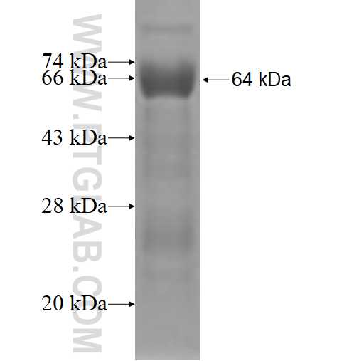 ALS2CR8 fusion protein Ag4238 SDS-PAGE