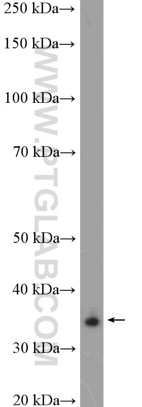 Western Blot (WB) analysis of mouse embryo tissue using ALX1 Polyclonal antibody (16372-1-AP)