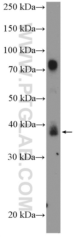 Western Blot (WB) analysis of ROS1728 cells using ALX1 Polyclonal antibody (16372-1-AP)