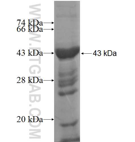 ALX1 fusion protein Ag9220 SDS-PAGE