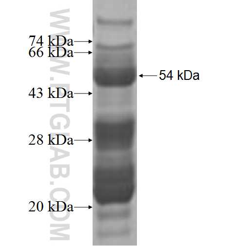 ALX1 fusion protein Ag9295 SDS-PAGE