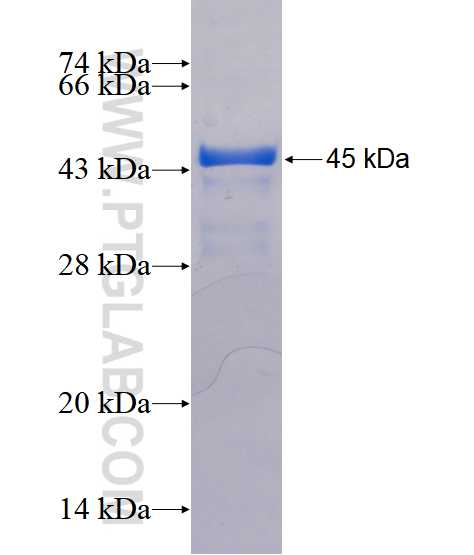 ALX3 fusion protein Ag17937 SDS-PAGE