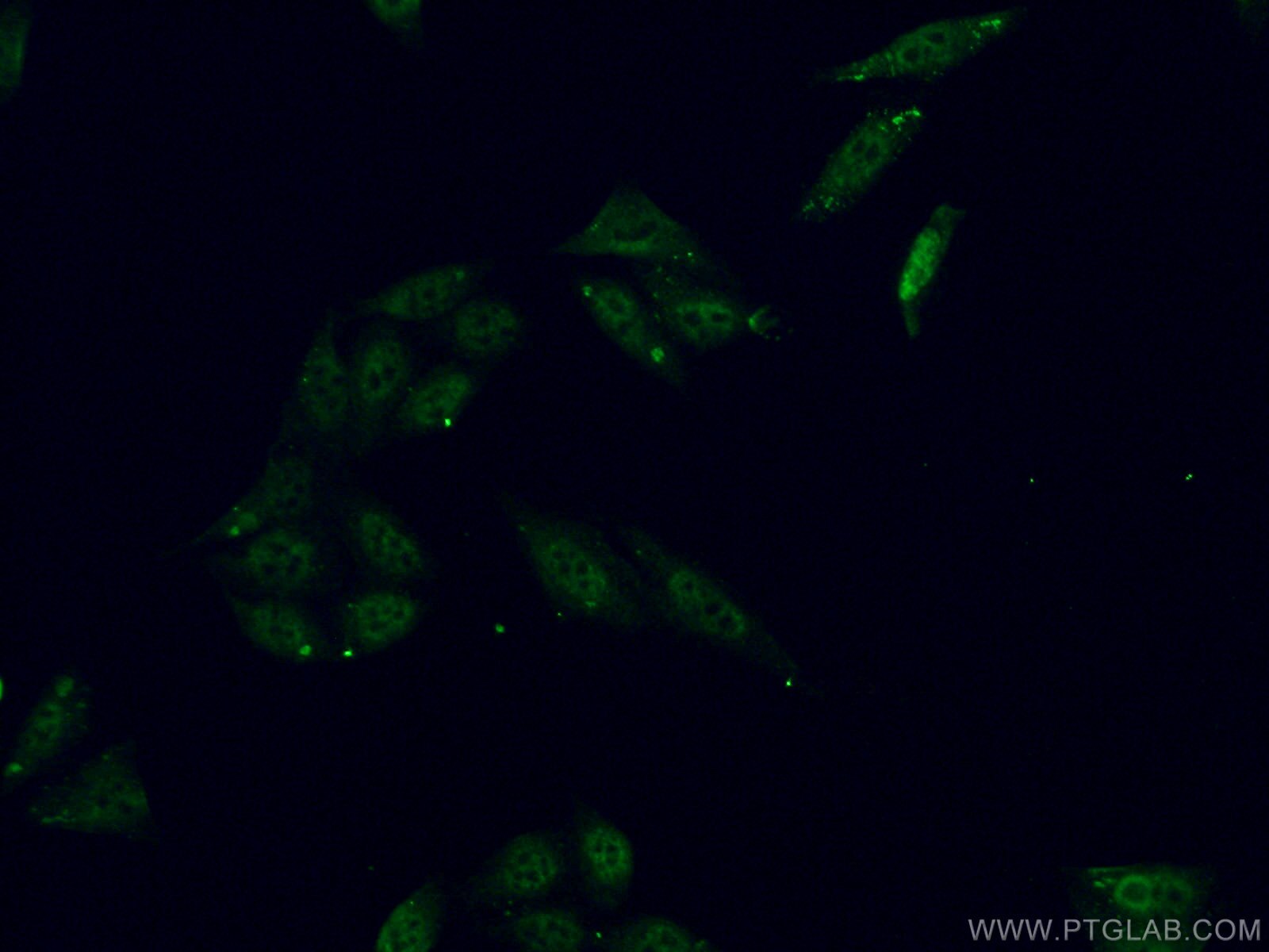 Immunofluorescence (IF) / fluorescent staining of HepG2 cells using ALY Polyclonal antibody (16690-1-AP)