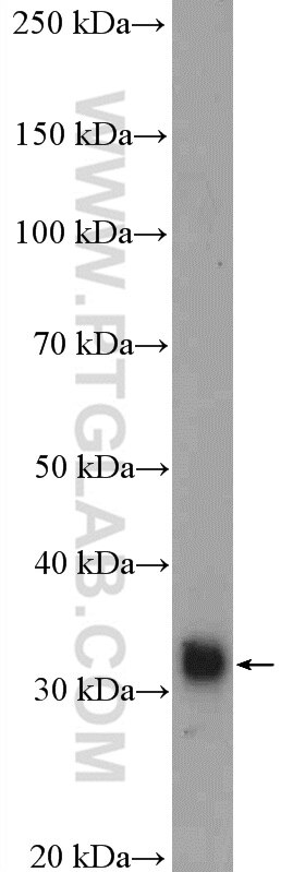 Western Blot (WB) analysis of A431 cells using ALY Polyclonal antibody (16690-1-AP)