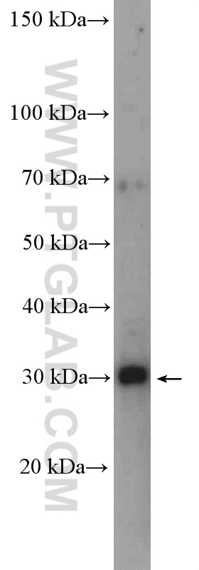 Western Blot (WB) analysis of HeLa cells using ALY Polyclonal antibody (16690-1-AP)
