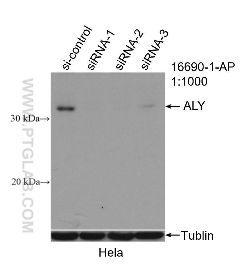 Western Blot (WB) analysis of HeLa cells using ALY Polyclonal antibody (16690-1-AP)