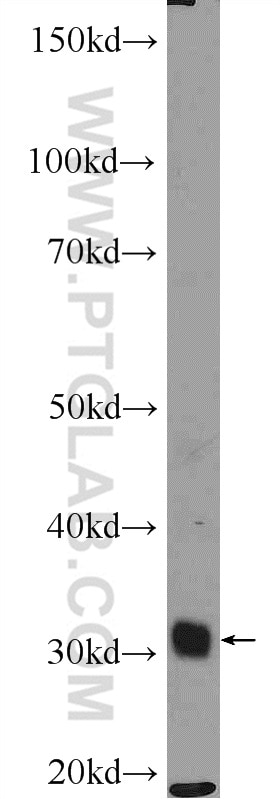 Western Blot (WB) analysis of HEK-293 cells using ALY Polyclonal antibody (16690-1-AP)