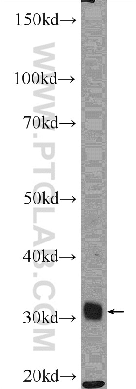 WB analysis of HEK-293 using 16690-1-AP