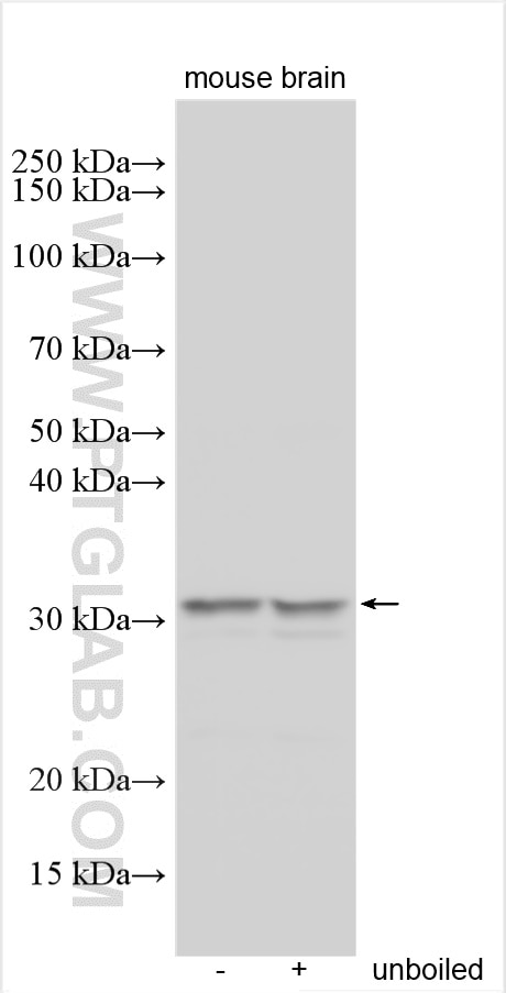 Western Blot (WB) analysis of various lysates using AMAC1 Polyclonal antibody (30635-1-AP)