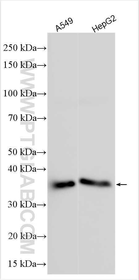 Western Blot (WB) analysis of various lysates using AMAC1L2 Polyclonal antibody (30979-1-AP)
