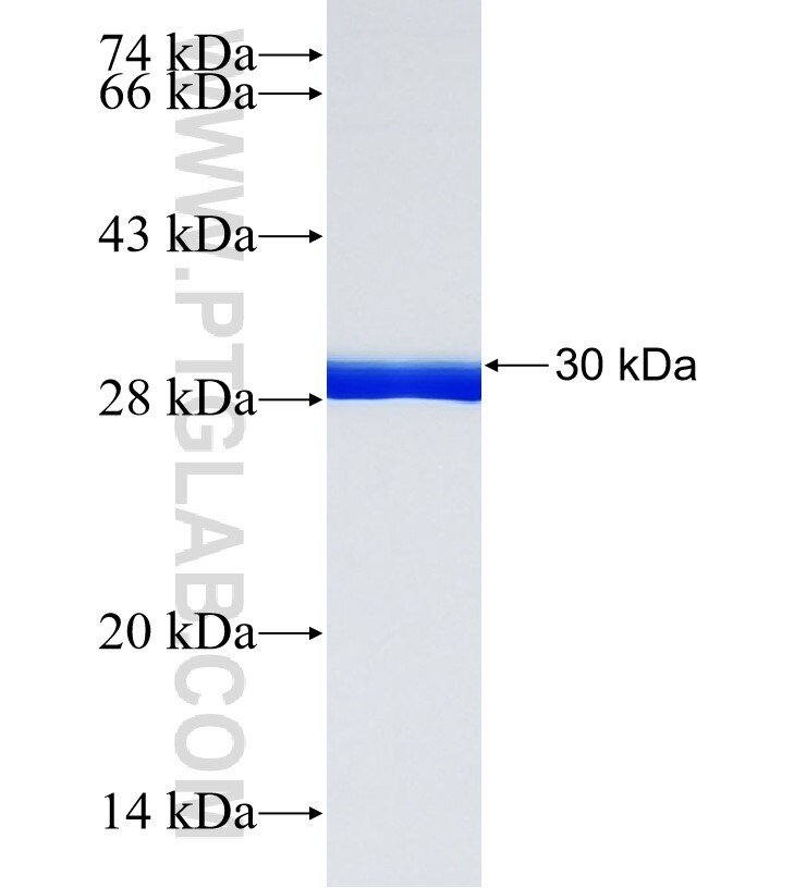 AMAC1L2 fusion protein Ag34353 SDS-PAGE