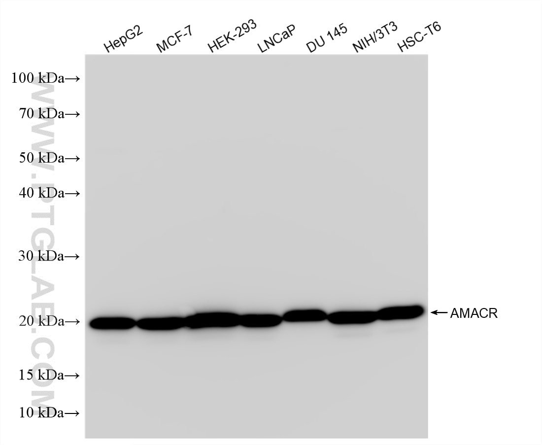 WB analysis using 84891-8-RR (same clone as 84891-8-PBS) Western Blot (WB) analysis of various lysates using AMACR/p504S Recombinant monoclonal antibody (84891-8-RR)
