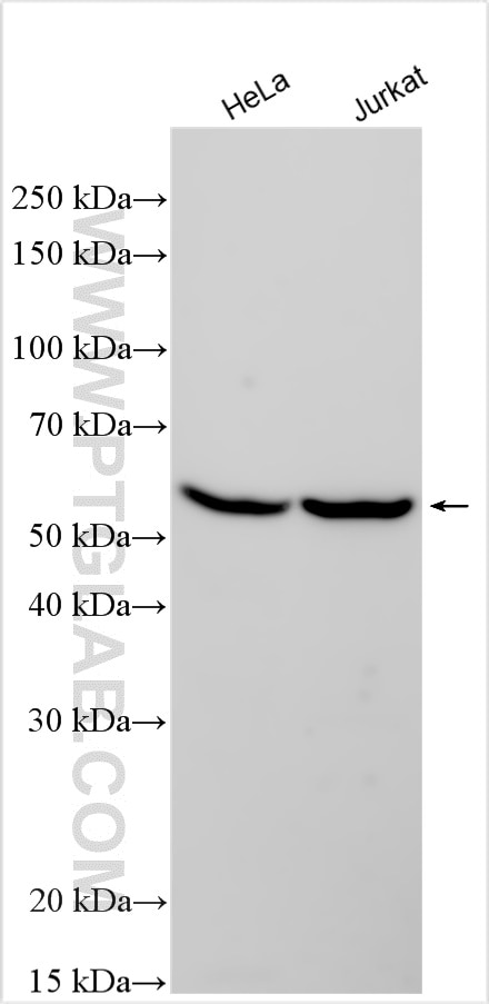 Western Blot (WB) analysis of various lysates using AMBN Polyclonal antibody (26501-1-AP)