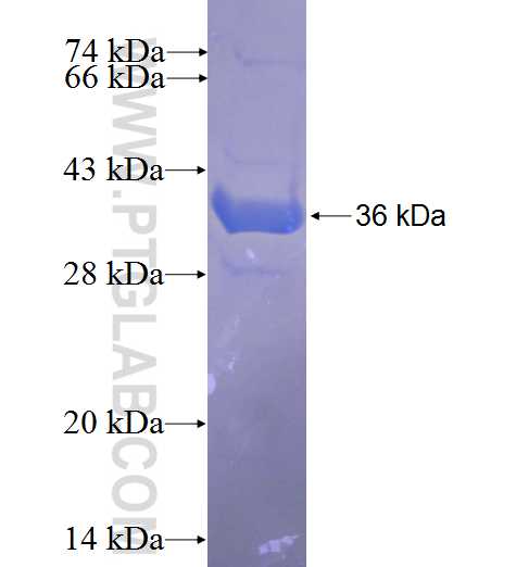 AMBN fusion protein Ag24129 SDS-PAGE