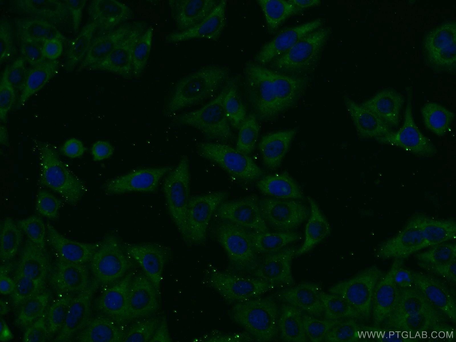 Immunofluorescence (IF) / fluorescent staining of HepG2 cells using AMBRA1 Polyclonal antibody (13762-1-AP)