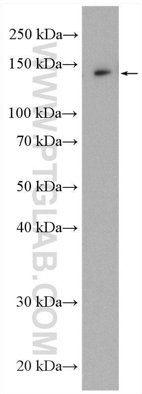 Western Blot (WB) analysis of MCF-7 cells using AMBRA1 Polyclonal antibody (13762-1-AP)