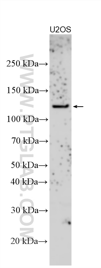 Western Blot (WB) analysis of various lysates using AMBRA1 Polyclonal antibody (13762-1-AP)