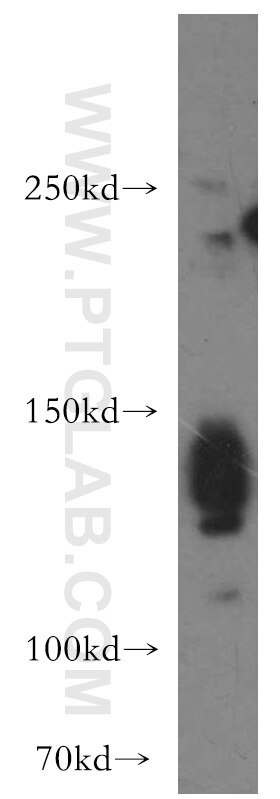 Western Blot (WB) analysis of HT-1080 cells using AMBRA1 Polyclonal antibody (13762-1-AP)