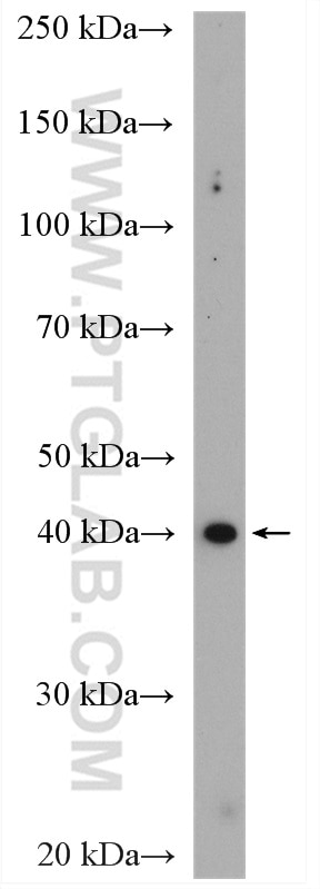Western Blot (WB) analysis of A431 cells using AMD1 Polyclonal antibody (11052-1-AP)
