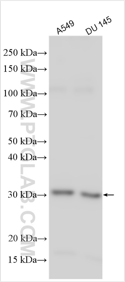 Western Blot (WB) analysis of various lysates using AMD1 Polyclonal antibody (29108-1-AP)