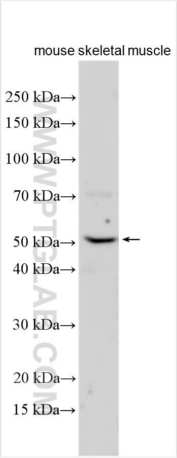 Western Blot (WB) analysis of mouse skeletal muscle tissue using AMDHD1 Polyclonal antibody (21171-1-AP)
