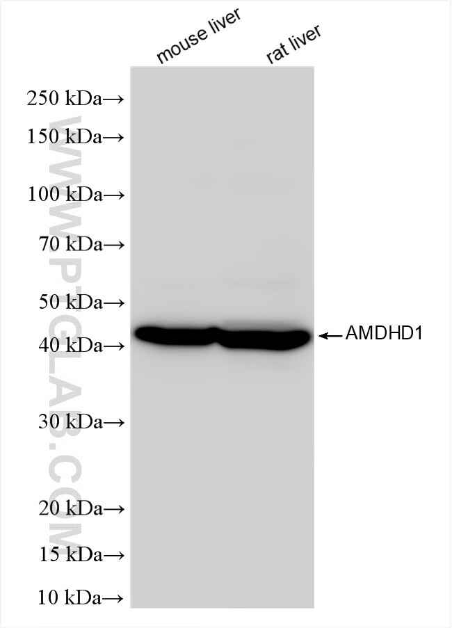 Western Blot (WB) analysis of various lysates using AMDHD1 Recombinant antibody (86415-1-RR)
