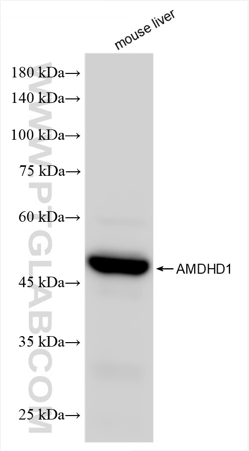 Western Blot (WB) analysis of mouse liver tissue using AMDHD1 Recombinant antibody (86415-1-RR)