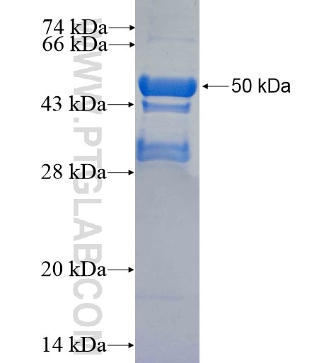 AMELY fusion protein Ag12365 SDS-PAGE
