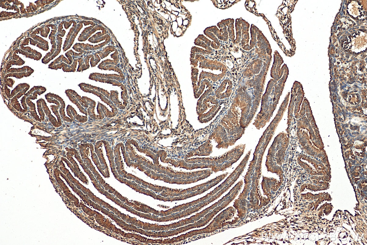 Immunohistochemistry (IHC) staining of mouse ovary tissue using AMFR/GP78 Polyclonal antibody (16675-1-AP)