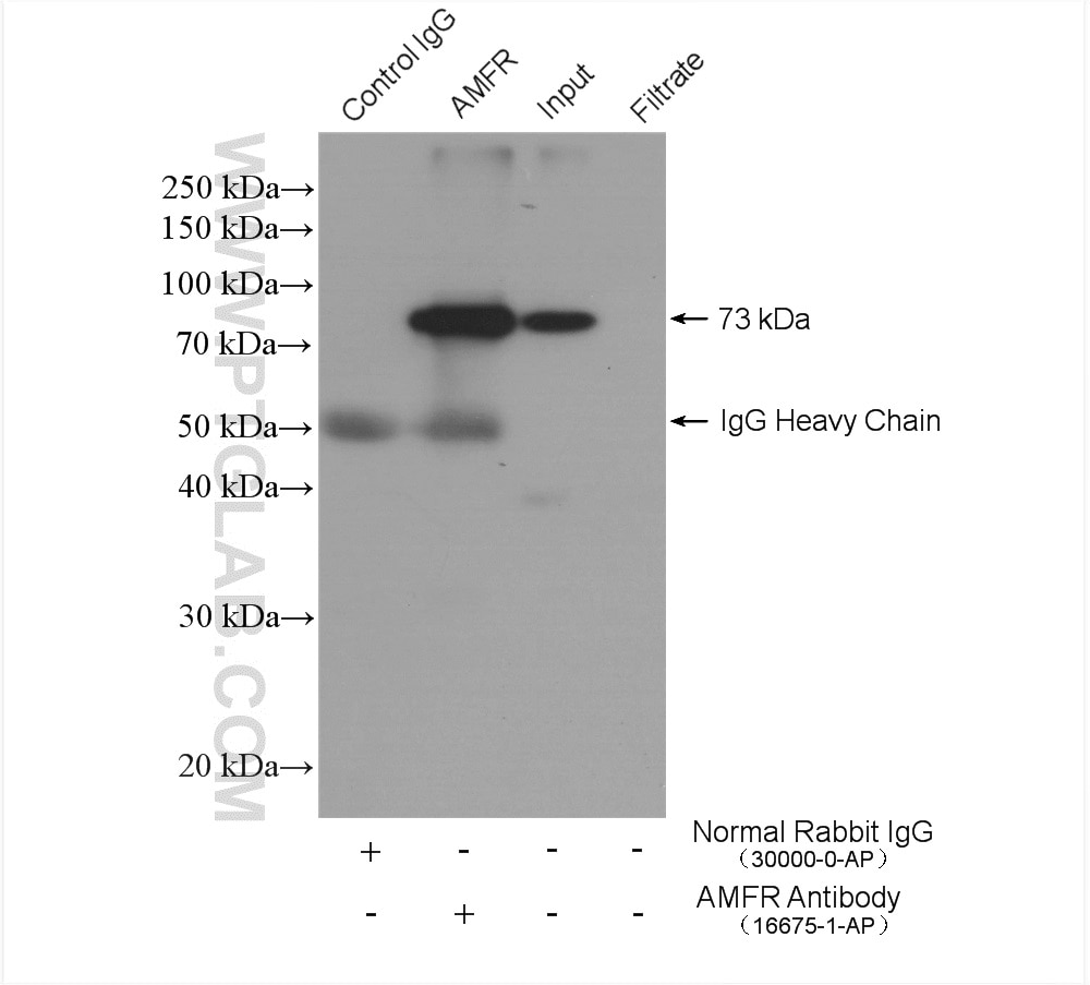 Immunoprecipitation (IP) experiment of MCF-7 cells using AMFR/GP78 Polyclonal antibody (16675-1-AP)