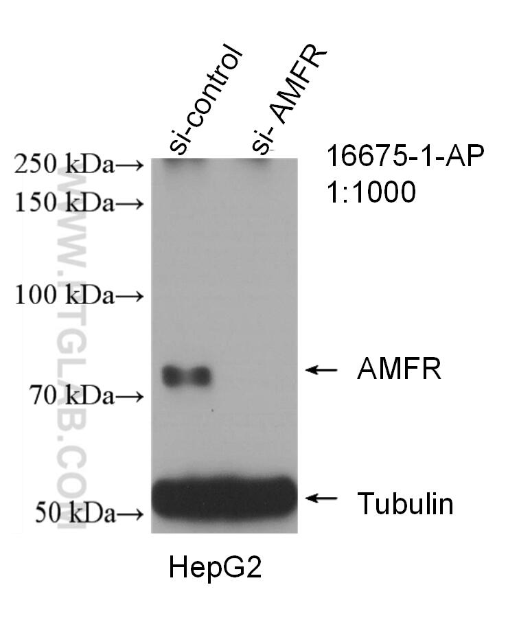 Western Blot (WB) analysis of HepG2 cells using AMFR/GP78 Polyclonal antibody (16675-1-AP)