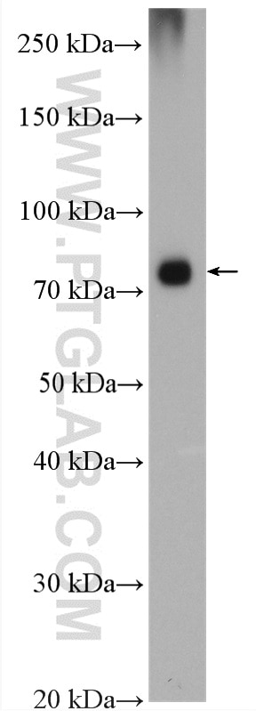 Western Blot (WB) analysis of MCF-7 cells using AMFR/GP78 Polyclonal antibody (16675-1-AP)