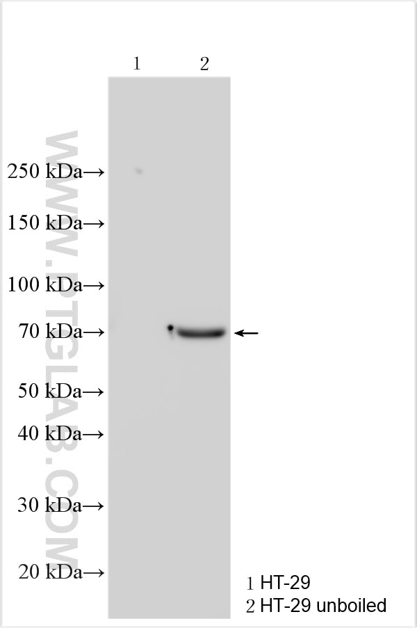 Western Blot (WB) analysis of various lysates using AMFR/GP78 Polyclonal antibody (16675-1-AP)