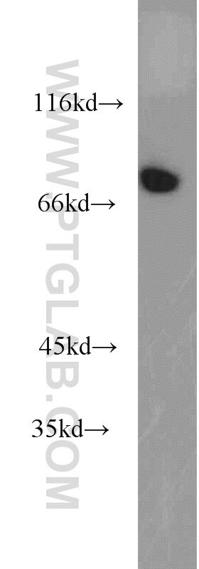 Western Blot (WB) analysis of HepG2 cells using AMFR/GP78 Polyclonal antibody (16675-1-AP)