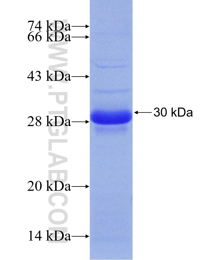 AMFR fusion protein Ag31006 SDS-PAGE