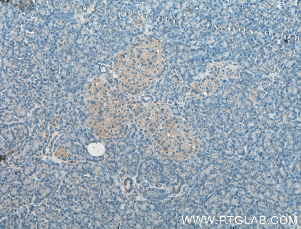 Immunohistochemistry (IHC) staining of human pancreas tissue using AMH Polyclonal antibody (14461-1-AP)