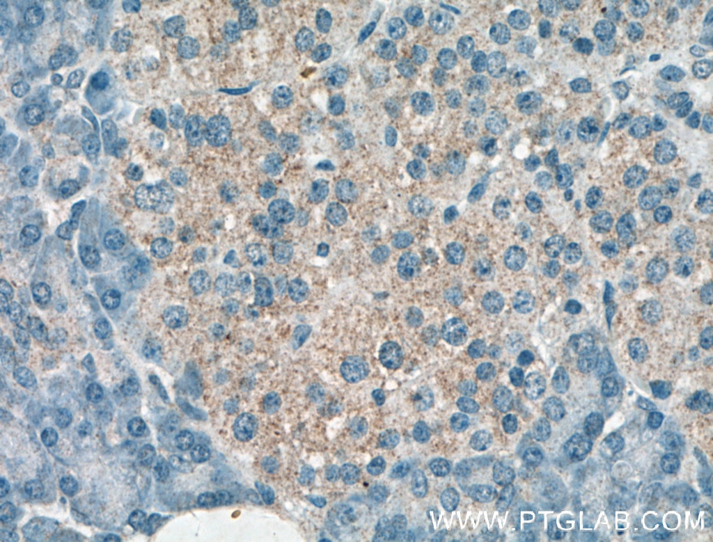 Immunohistochemistry (IHC) staining of human pancreas tissue using AMH Polyclonal antibody (14461-1-AP)