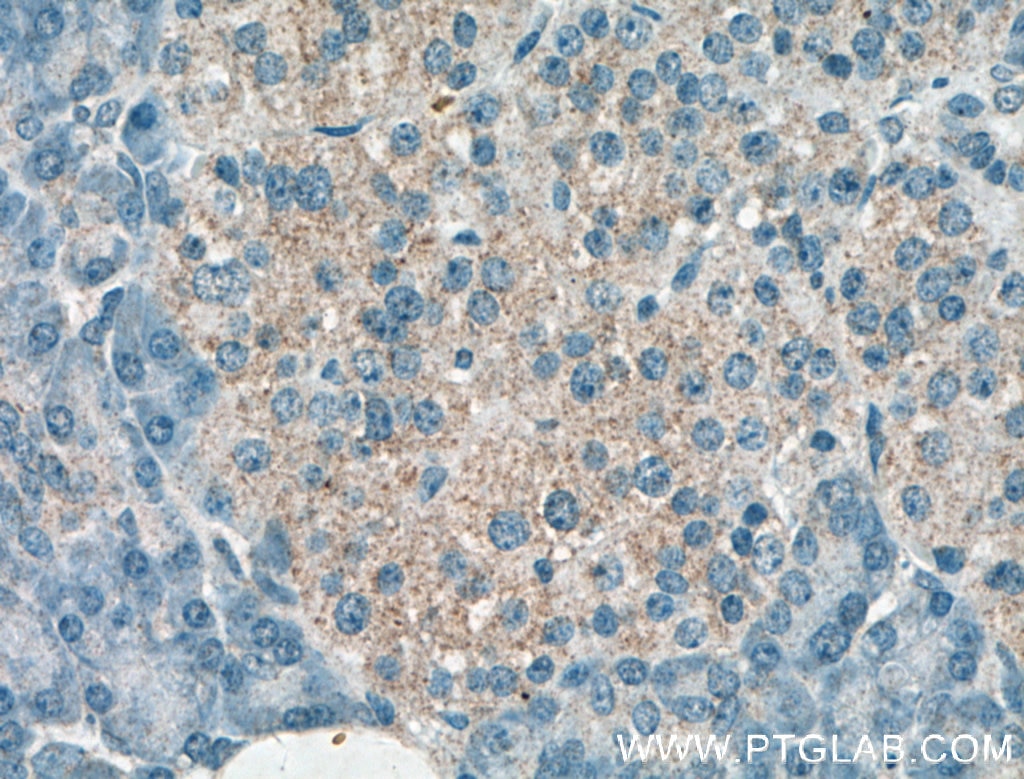 IHC staining of human pancreas using 14461-1-AP