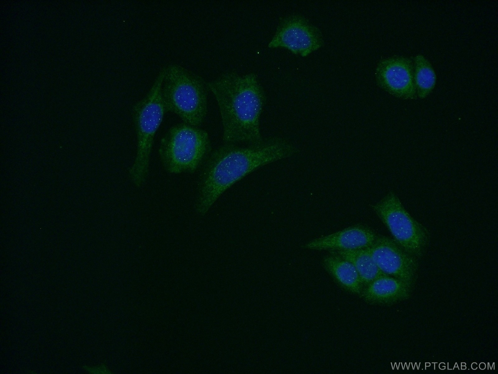 Immunofluorescence (IF) / fluorescent staining of HeLa cells using AMH Polyclonal antibody (23479-1-AP)