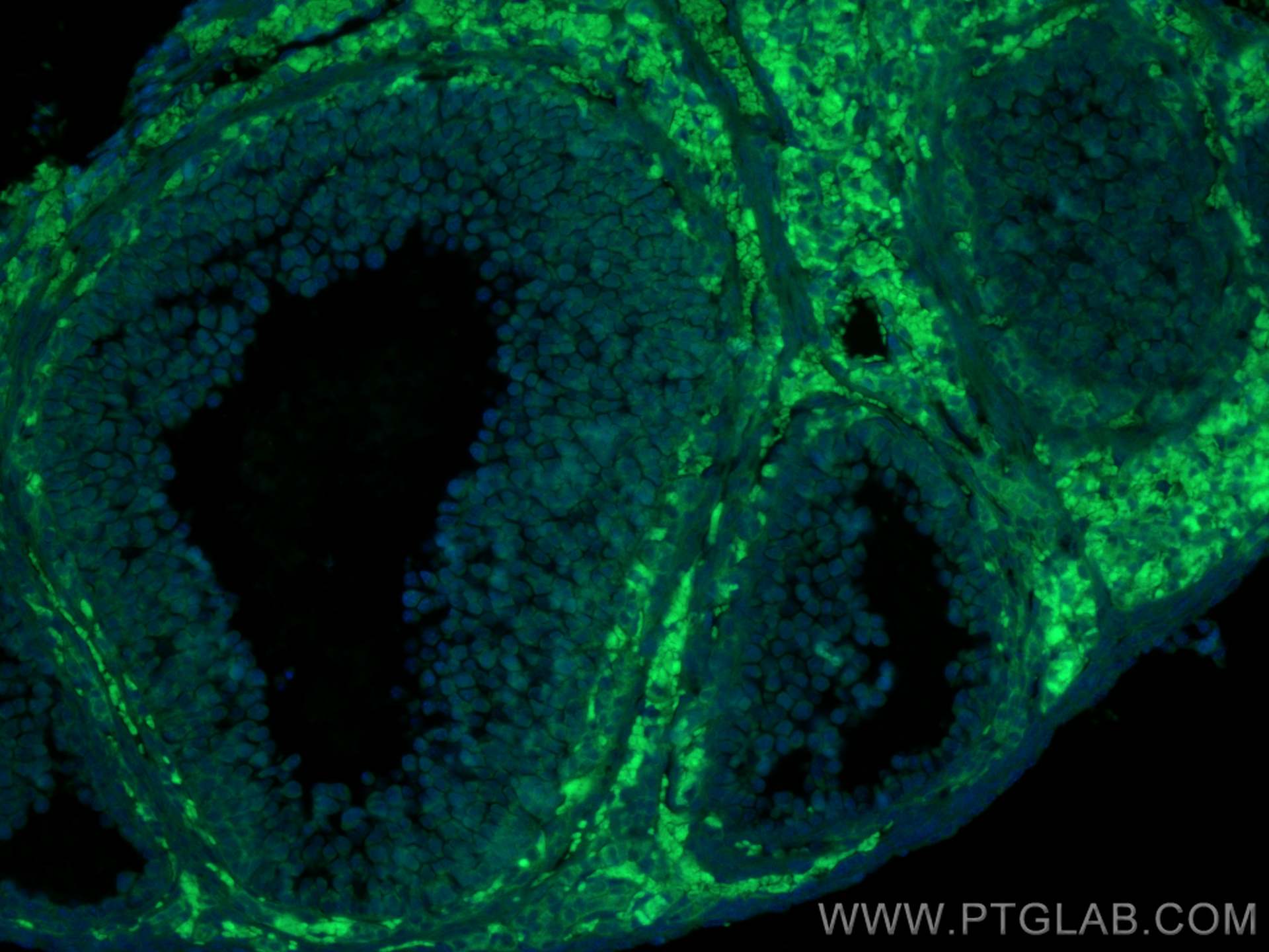 Immunofluorescence (IF) / fluorescent staining of mouse ovary tissue using CoraLite® Plus 488-conjugated AMH Polyclonal antib (CL488-14461)