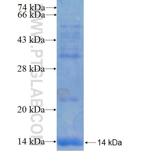 AMH fusion protein Ag25033 SDS-PAGE